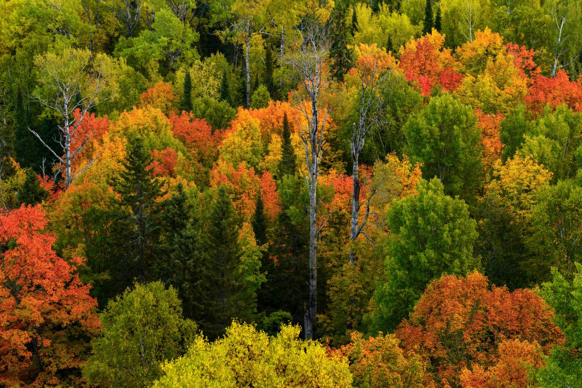 Autumn Colors in Northern Minnesota in 2022