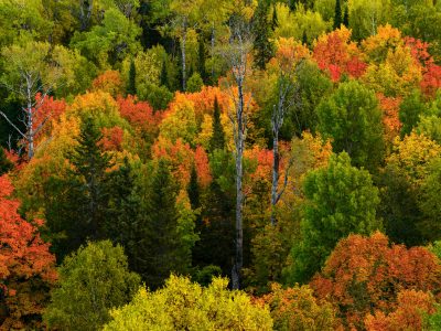Mixed Hardwood Forest in Autumn, Superior National Forest