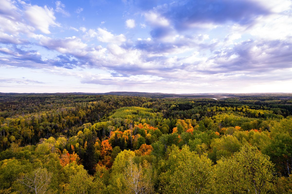 Autumn foliage colors the tree canopy of Superior National Forest in northeastern Minnesota.