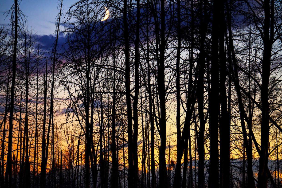 Moon rising over Superior National Forest