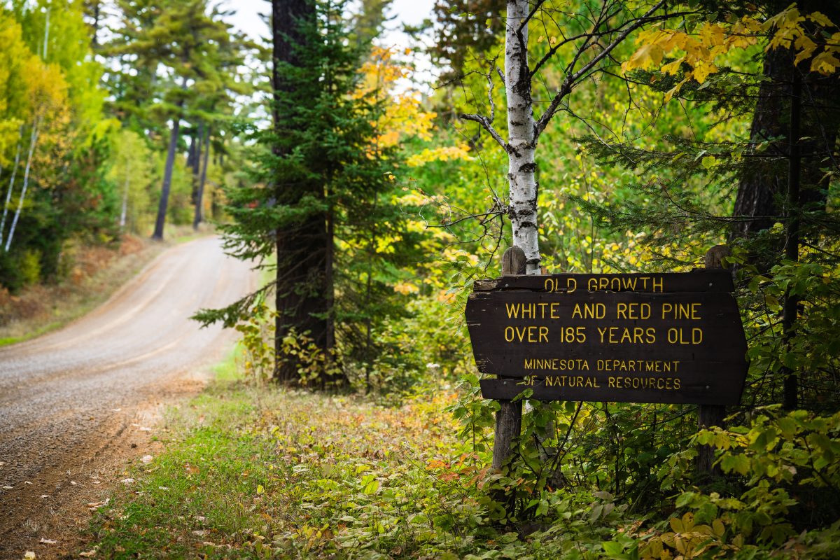Old Growth Trees Sign in Minnesota