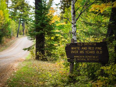 Old Growth Trees Sign in Minnesota