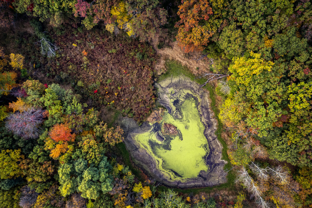 Autumn Wetland Basin Near Lake Minnetonka