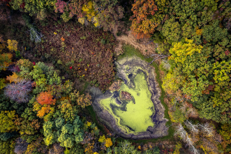 Autumn Wetland Basin Near Lake Minnetonka 3 An overhead view of a small wetland basin in Deephaven shows the transition into late fall around Lake Minnetonka. Seasonal drawdown has exposed the cracked mudflats around the pond’s edge, while a layer of duckweed or algae collects in the remaining water at the center — a common pattern in shallow basins fed by spring runoff and intermittent groundwater. Surrounding hardwoods and pines move through peak color, forming the dense forest cover typical of the Minnetonka shoreline communities, where preserved ravines, lowlands, and wooded parcels give the area its distinctive mix of lakefront development and natural habitat.