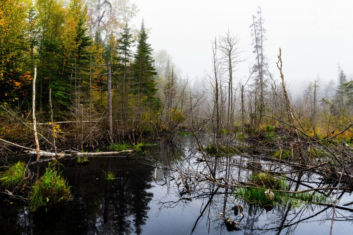 Flooded beaver wetland with standing dead trees near Shoe Lake Road in Superior National Forest, Minnesota.