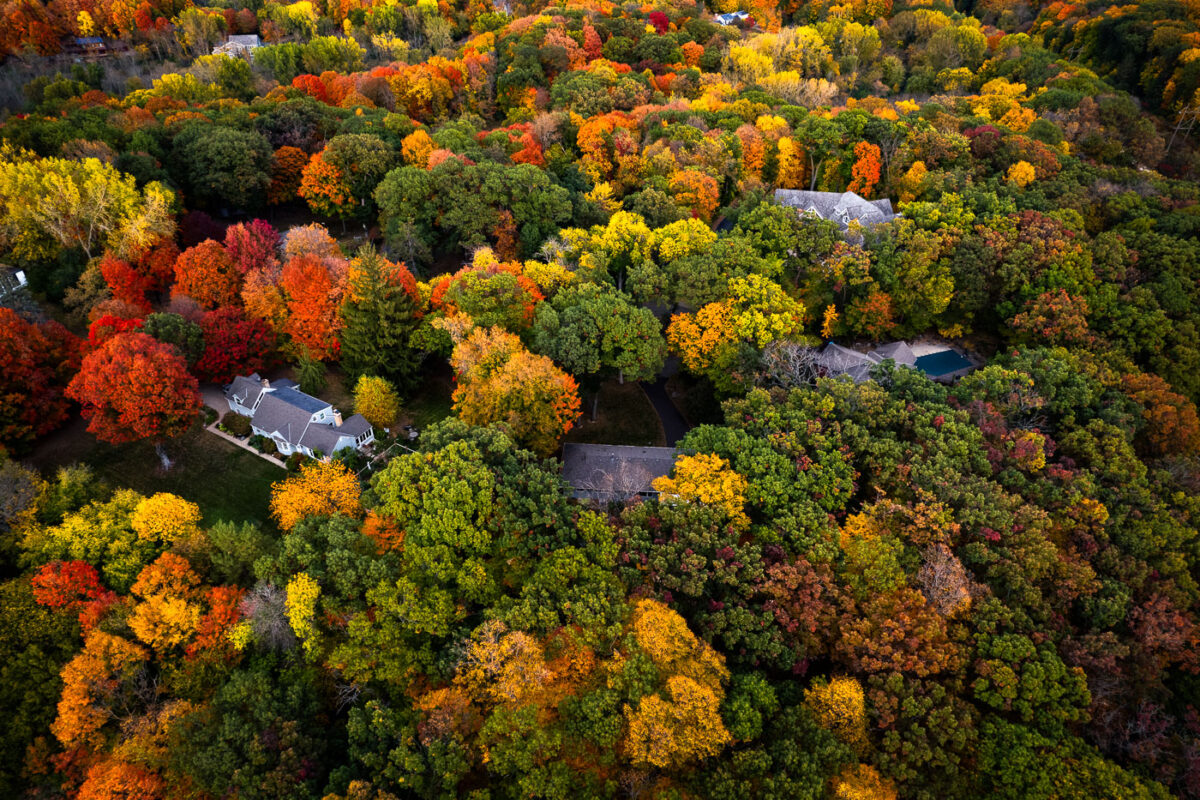 Deephaven Neighborhood Canopy in Peak Fall Color