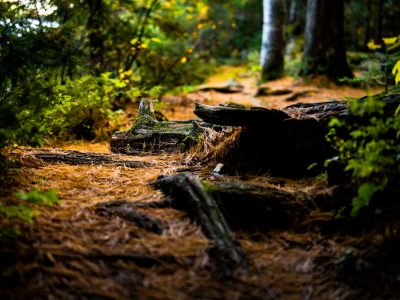 Fallen Logs Along a Forest Trail, Superior National Forest