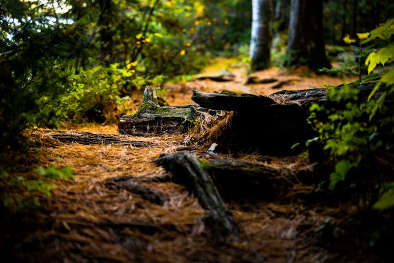 Fallen Logs Along a Forest Trail, Superior National Forest 4 Fallen logs and pine needles line a wooded trail in Superior National Forest, Minnesota.