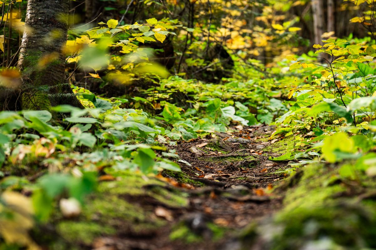 Dirt trail winds through dense underbrush and birch trees in Superior National Forest, Minnesota.