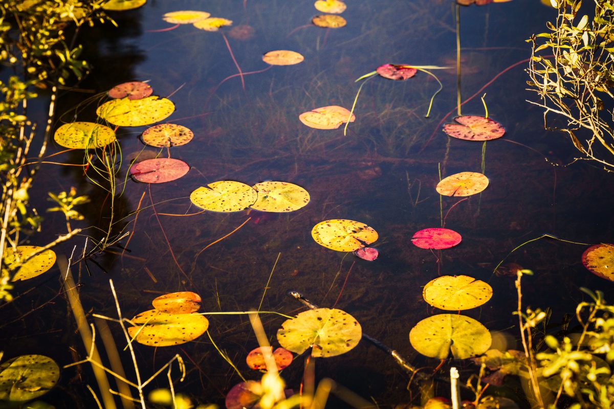 Autumn-colored water lily pads float on a still pond in Cook County, Minnesota.