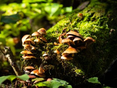 Wild Mushroom Cluster on Log, Superior National Forest