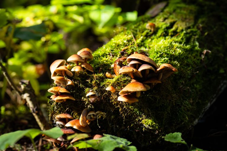 Wild Mushroom Cluster on Log, Superior National Forest 4 Cluster of gilled mushrooms growing on a moss-covered log in Superior National Forest, Minnesota.