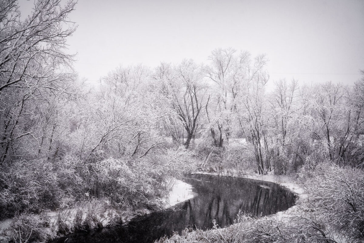 Winter Storm Along Bassett Creek, Theodore Wirth Park