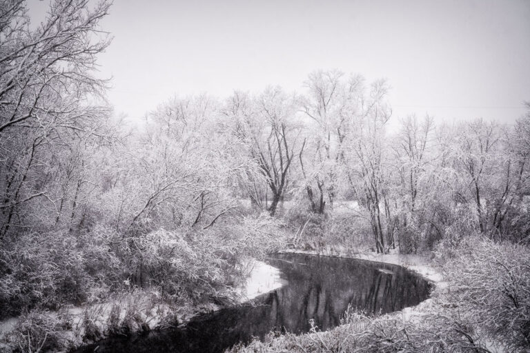 Winter Storm Along Bassett Creek, Theodore Wirth Park 1 A heavy December 15, 2022 snowfall blankets the woodlands of Theodore Wirth Park in Minneapolis, transforming the Bassett Creek corridor into a monochrome winter landscape. Snow-laden branches bend over the slow curve of the creek, whose dark, unfrozen water provides one of the few contrasts against the dense white canopy. This stretch of Wirth Park—one of the largest urban parks in the Minneapolis park system—follows the natural course of the creek as it winds between restored wetlands, wooded slopes, and ski trails that date back to mid-20th-century park development efforts. The image captures the quiet, insulated atmosphere common in early-season snowstorms, when the park’s trails, waterway edges, and mature hardwoods take on a uniform, frost-covered texture.