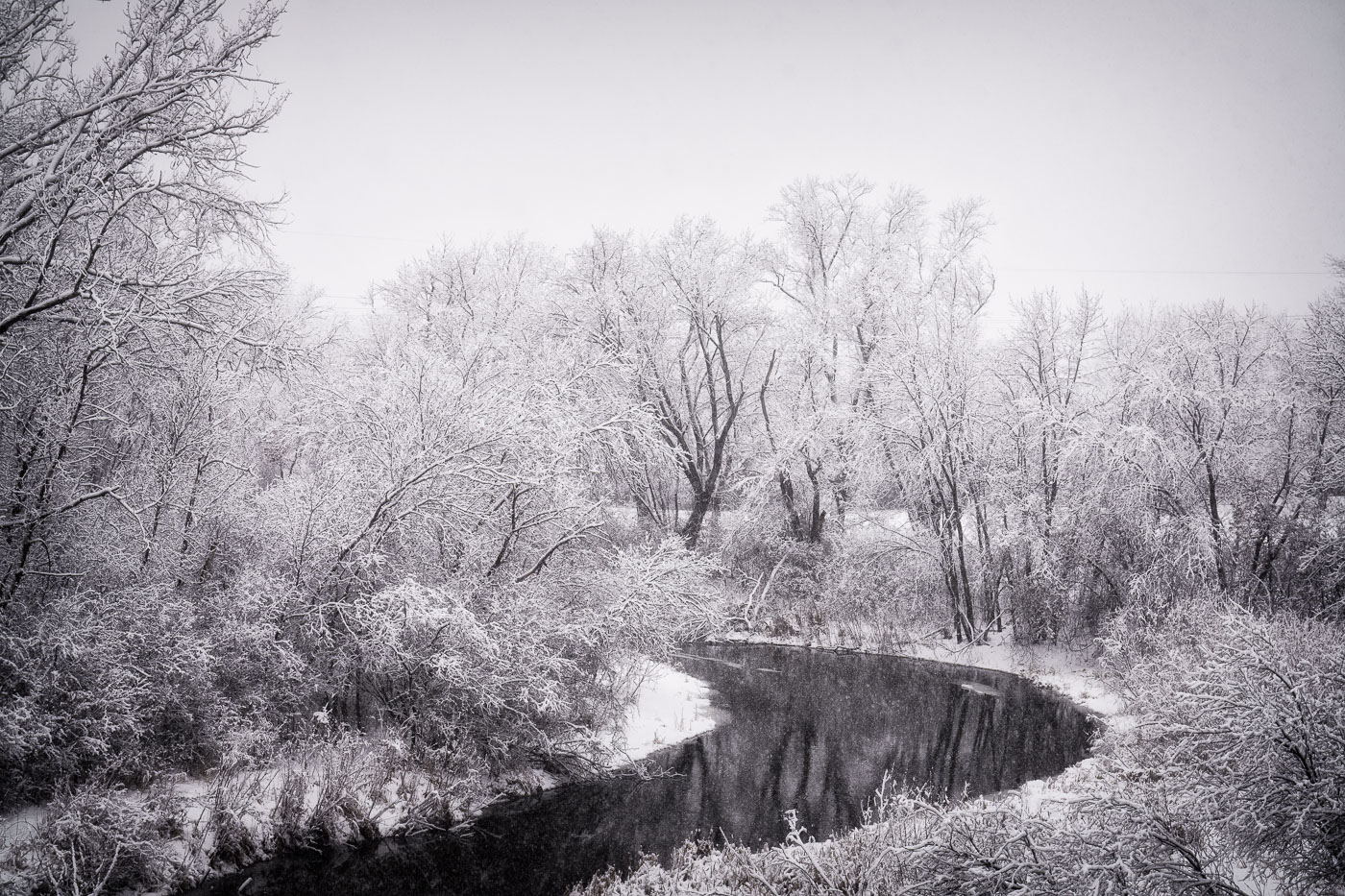 Winter Storm Along Bassett Creek, Theodore Wirth Park