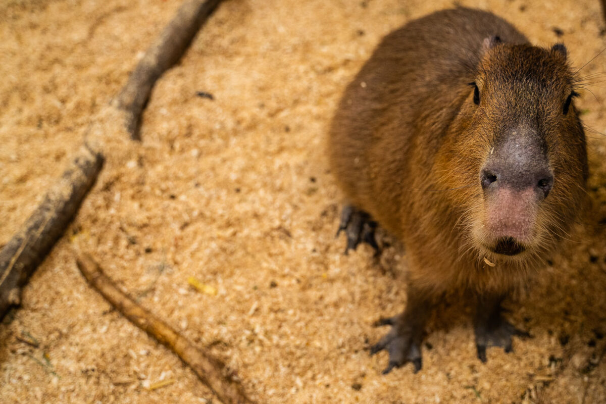 Capybara at Sustainable Safari in Maplewood