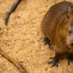 A capybara at the Sustainable Safari zoo in the Maplewood Mall.