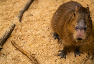 A capybara at the Sustainable Safari zoo in the Maplewood Mall.