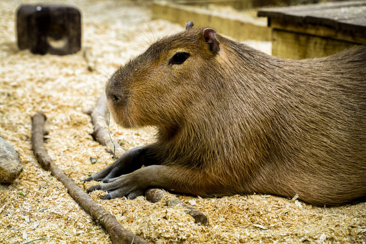 Capybara sitting at Sustainable Safari