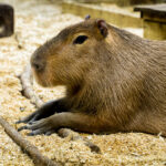 Capybara sitting at Sustainable Safari in Maplewood.