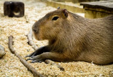 Capybara sitting at Sustainable Safari in Maplewood.