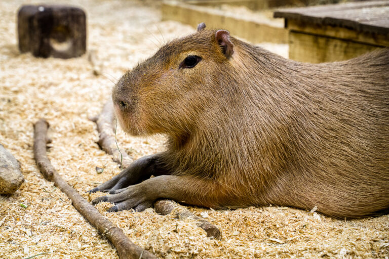 Capybara sitting at Sustainable Safari 4 Capybara sitting at Sustainable Safari in Maplewood.