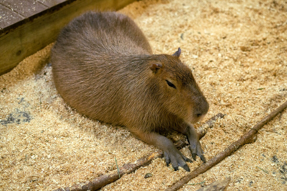 Capybara in Maplewood Minnesota