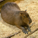 Capybara at Sustainable Safari in Maplewood Minnesota.