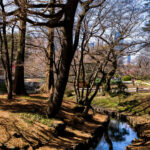 Shinjuku Gyoen National Garden has long served as one of Tokyo’s largest and most historically layered urban parks, transitioning from an Edo-period feudal estate to an Imperial garden before opening to the public after World War II. This March 2023 view reflects the quiet season just before cherry blossoms begin to emerge, when the garden’s network of footpaths, streams, and wooded slopes show more of their underlying structure.

Morning light filters through leafless trees onto a narrow waterway lined with timber edging—an example of the garden’s blend of traditional Japanese landscape elements and early modern design introduced during its redevelopment in the early 20th century. In the distance, visitors walk among early-blooming shrubs with Shinjuku’s skyline rising beyond the treetops, underscoring the park’s role as a transitional space between dense city life and calm, curated nature.