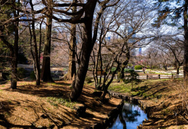 Shinjuku Gyoen National Garden has long served as one of Tokyo’s largest and most historically layered urban parks, transitioning from an Edo-period feudal estate to an Imperial garden before opening to the public after World War II. This March 2023 view reflects the quiet season just before cherry blossoms begin to emerge, when the garden’s network of footpaths, streams, and wooded slopes show more of their underlying structure.

Morning light filters through leafless trees onto a narrow waterway lined with timber edging—an example of the garden’s blend of traditional Japanese landscape elements and early modern design introduced during its redevelopment in the early 20th century. In the distance, visitors walk among early-blooming shrubs with Shinjuku’s skyline rising beyond the treetops, underscoring the park’s role as a transitional space between dense city life and calm, curated nature.