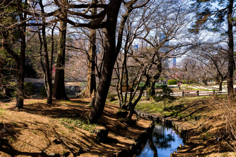 Early Spring Light at Shinjuku Gyoen 3 Shinjuku Gyoen National Garden has long served as one of Tokyo’s largest and most historically layered urban parks, transitioning from an Edo-period feudal estate to an Imperial garden before opening to the public after World War II. This March 2023 view reflects the quiet season just before cherry blossoms begin to emerge, when the garden’s network of footpaths, streams, and wooded slopes show more of their underlying structure.
Morning light filters through leafless trees onto a narrow waterway lined with timber edging—an example of the garden’s blend of traditional Japanese landscape elements and early modern design introduced during its redevelopment in the early 20th century. In the distance, visitors walk among early-blooming shrubs with Shinjuku’s skyline rising beyond the treetops, underscoring the park’s role as a transitional space between dense city life and calm, curated nature.