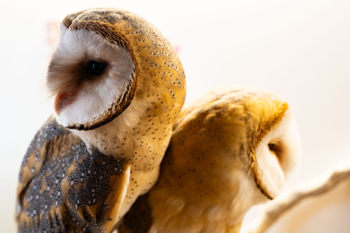 Owl at a Tokyo Owl Cafe