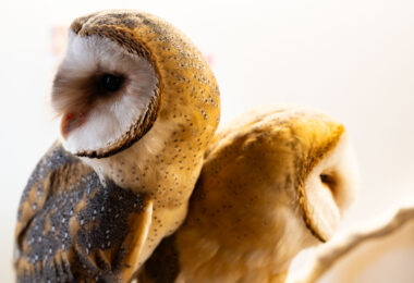 Owls seen at an Owl Cafe in Tokyo, Japan.
