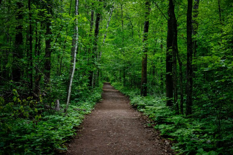 Trail in Banning State Park, Sandstone, Minnesota 1 Banning State Park trail in Sandstone, Minnesota, winding through dense green forest.