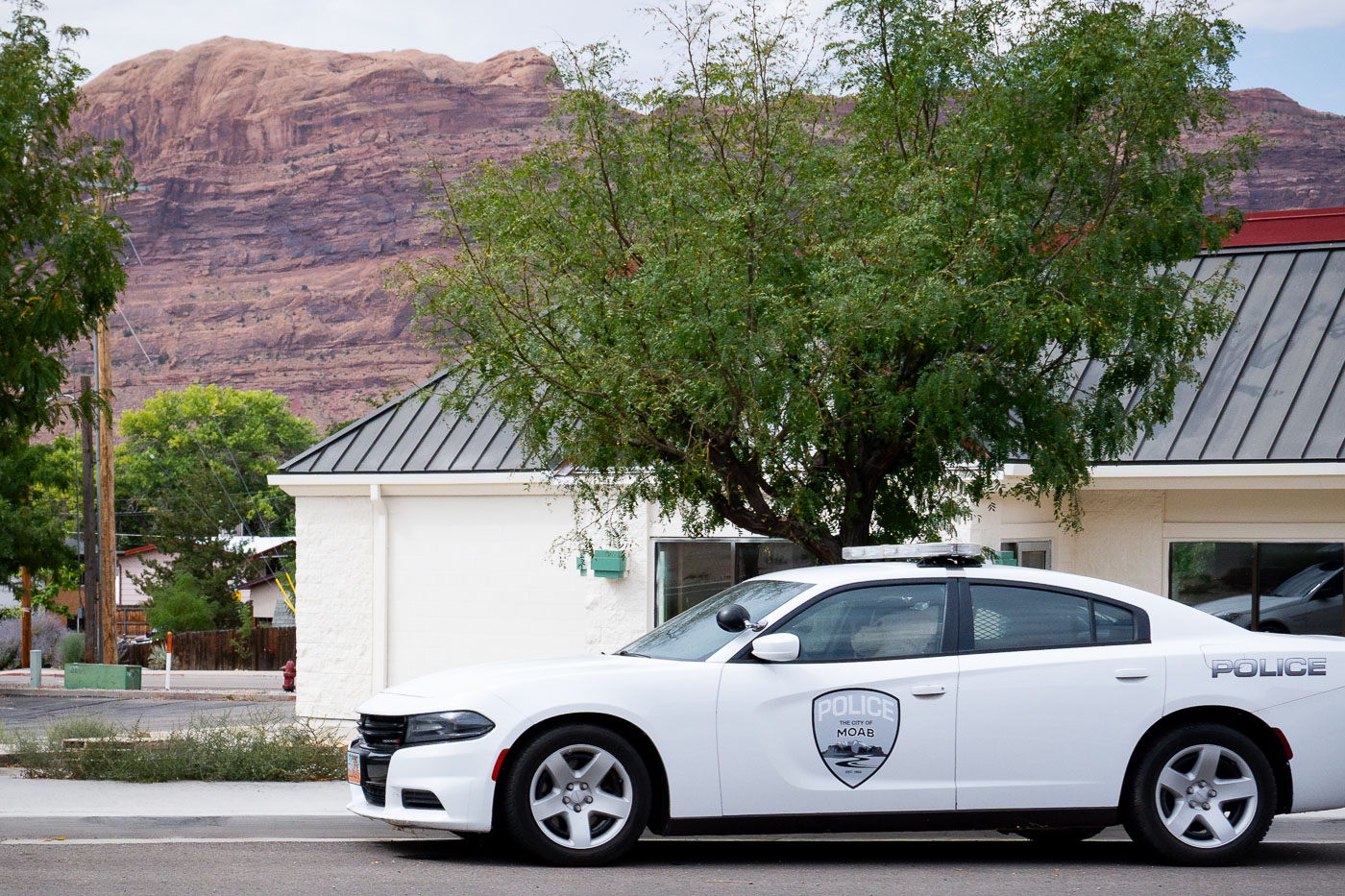 MOAB police bear