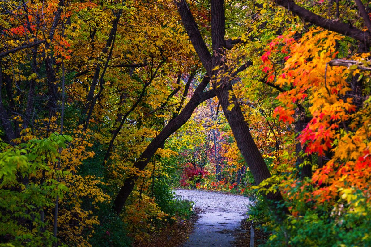 Autumn Foliage on Winchell Trail, Minneapolis