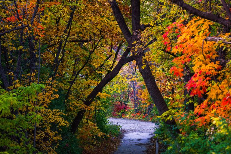 Autumn Foliage on Winchell Trail, Minneapolis 3 Autumn foliage frames a section of the Winchell Trail along the Mississippi River in Minneapolis.