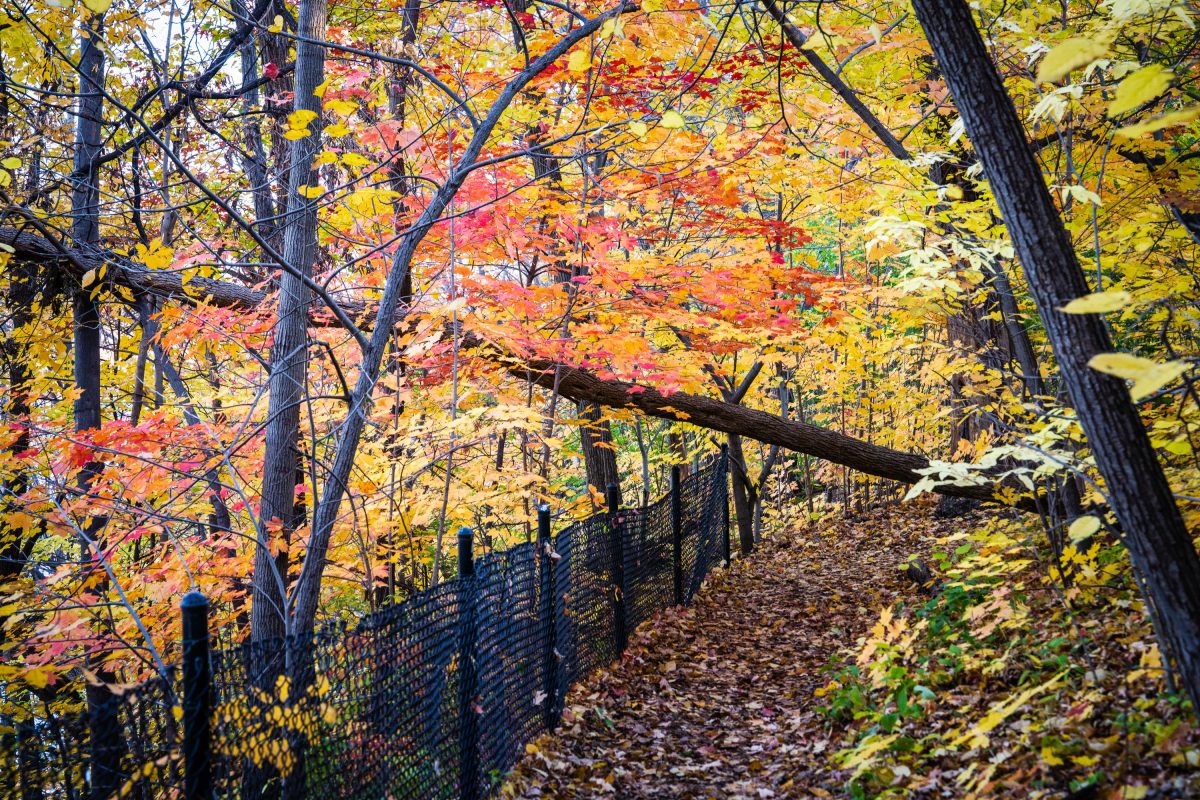 Fall Colors on Winchell Trail, Minneapolis