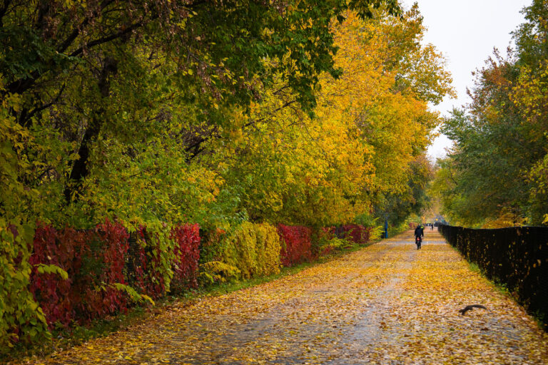 Midtown Greenway, Minneapolis: Autumn Bicyclist on Leaf-Covered Path 4 A lone bicyclist rides on the leaf-covered Midtown Greenway path in Minneapolis during autumn.