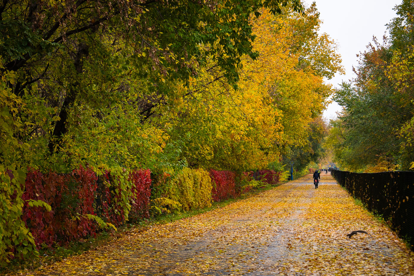 A lone bicyclist rides on the leaf-covered Midtown Greenway path in Minneapolis during autumn.