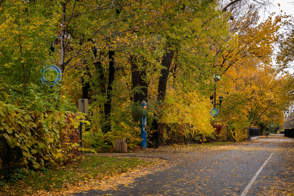 A cyclist rides on the Midtown Greenway in Minneapolis during autumn. The path is lined with trees displaying fall foliage and fallen leaves cover the ground.