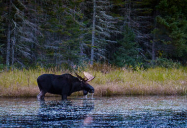 A moose in the water in the Superior National Forest in October 2023.