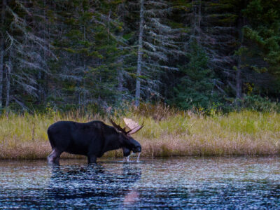 Moose Drinks Water in Superior National Forest, Minnesota