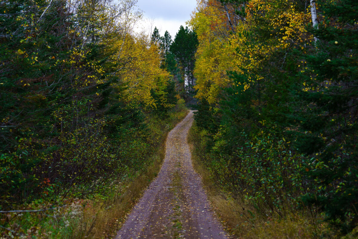 Timber Frear Loop, Superior National Forest, Minnesota
