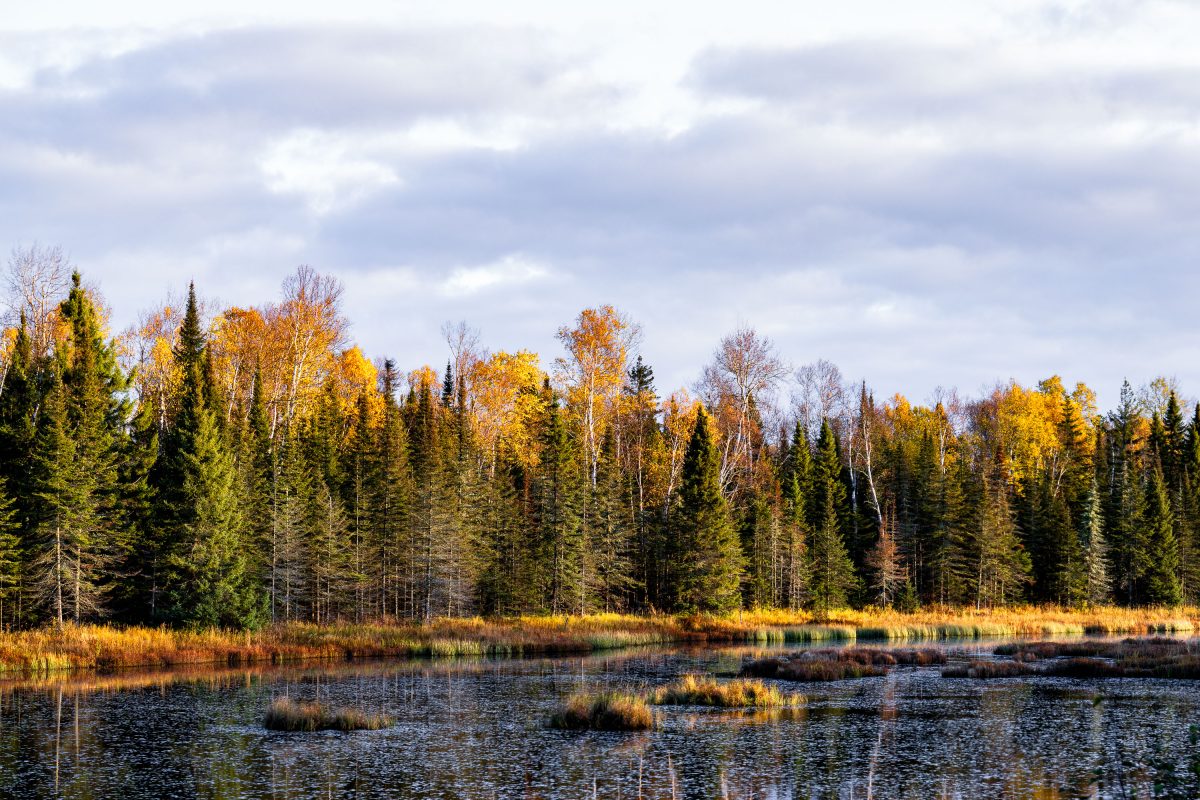 Boreal forest with birch and conifer trees in autumn colors beside a northern Minnesota wetland.