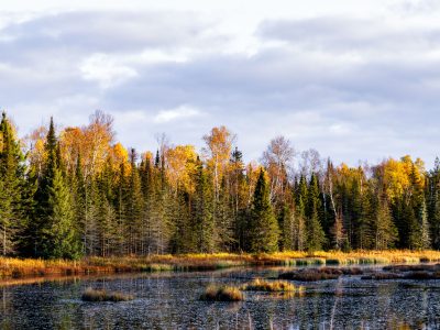 Wetland Marsh in Autumn, Superior National Forest, Minnesota