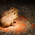 Baby Capybara at Sustainable Safari