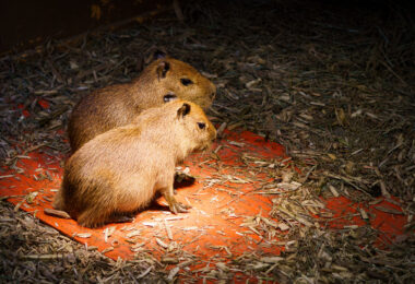 Baby Capybara's at Sustainable Safari in Maplewood, Minnesota.
