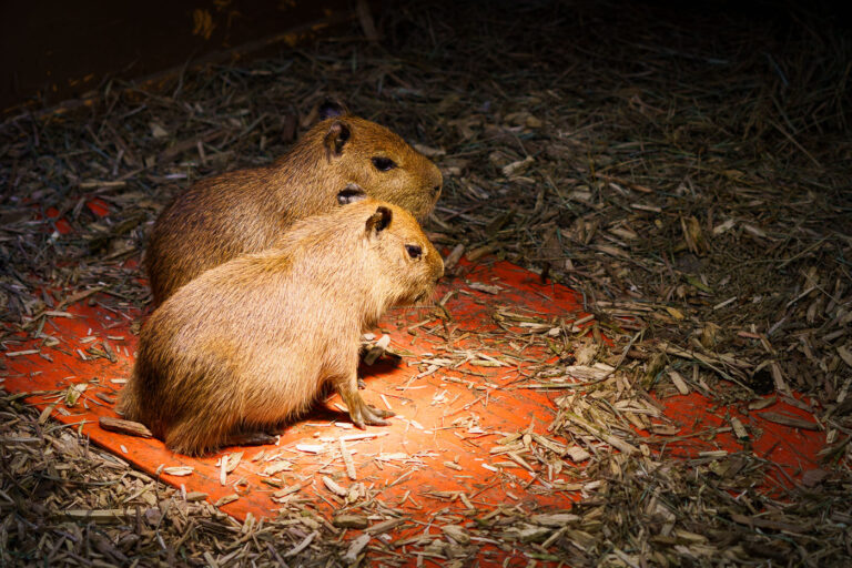 Baby Capybara 3 Baby Capybara's at Sustainable Safari in Maplewood, Minnesota.