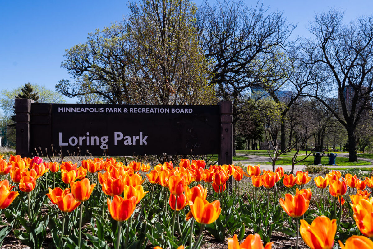 Tulips at Loring Parkin in Minneapolis.